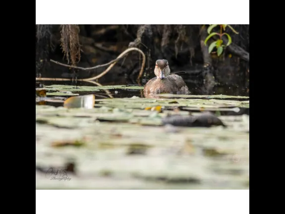 A wood duck on the Sudbury River in Lincoln, photographed by Chris Errington.
