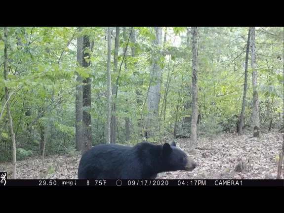 An American black bear in Harvard, photographed using an automatically triggered wildlife camera by Steve Cumming.
