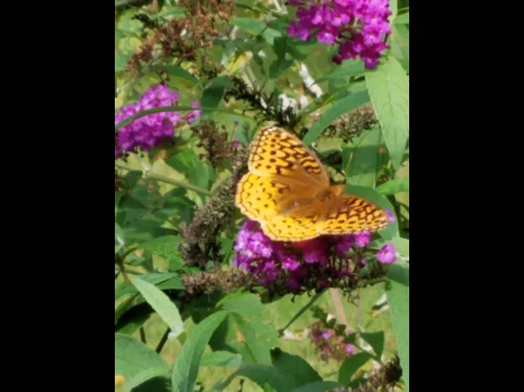 A fritillary in Northborough, photographed by Marnie Frankian.