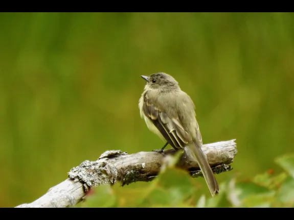 An eastern phoebe at Hamlen Woods in Wayland, photographed by Chuck Hill.