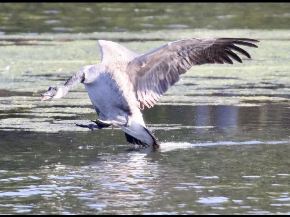 A Canada goose at Hager Pond in Marlborough, photographed by Steve Forman.