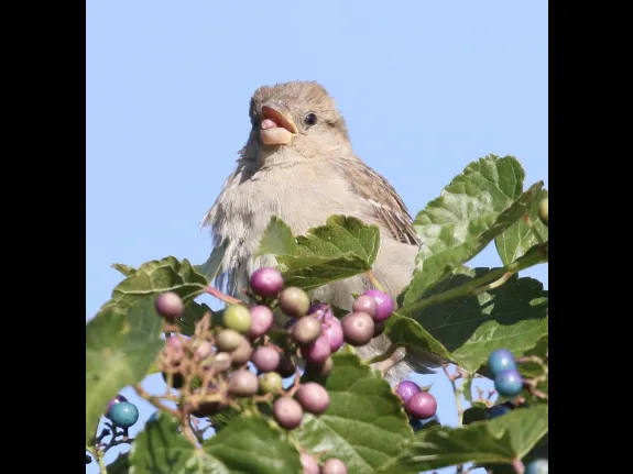 A house sparrow at Breakneck Hill Conservation Land in Southborough, photographed by Steve Forman.