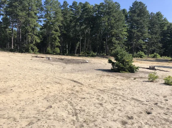 A mute swan at SVT's Memorial Forest in Sudbury, photographed by Renata Aylward.