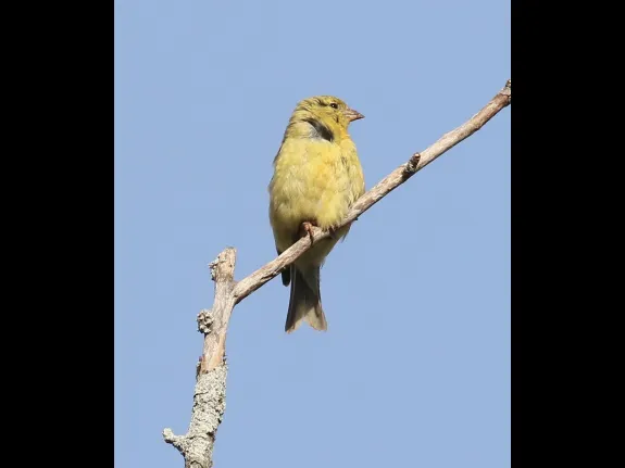 An American goldfinch at Breakneck Hill Conservation Land in Southborough, photographed by Steve Forman.