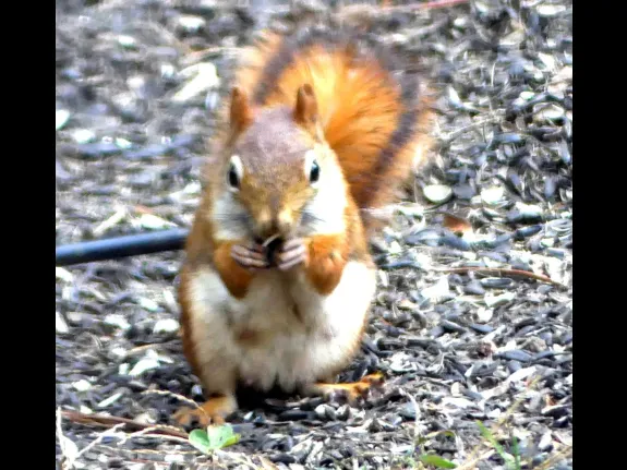 A red squirrel in Lincoln, photographed by Harold McAleer.