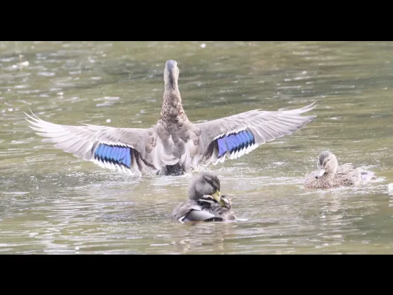 Mallards at Hager Pond in Marlborough, photographed by Steve Forman.