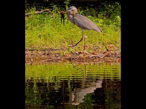 A great blue heron with a frog on the Concord River, photographed by Sherry Fendell.