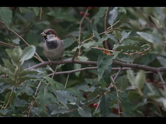 A house sparrow in Maynard, photographed by Gail Sartori.
