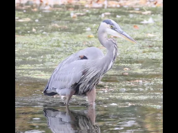 A great blue heron at Hager Pond in Marlborough, photographed by Steve Forman.