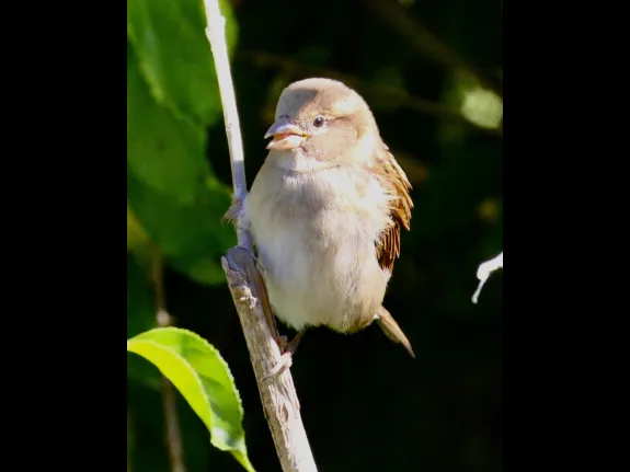 A house sparrow at Breakneck Hill Conservation Land in Southborough, photographed by Steve Forman.