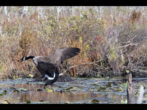 A Canada goose at Assabet River National Wildlife Refuge in Maynard, photographed by Gail Sartori.