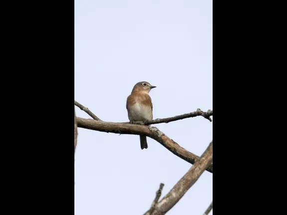 An eastern bluebird at Breakneck Hill Conservation Land in Southborough, photographed by Steve Forman.