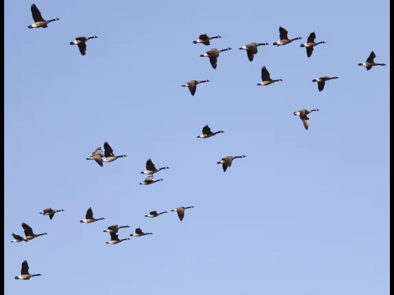 Canada geese at Great Meadows in Concord, photographed by Steve Forman.