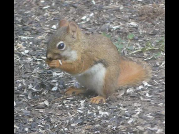 A red squirrel in Lincoln, photographed by Harold McAleer.