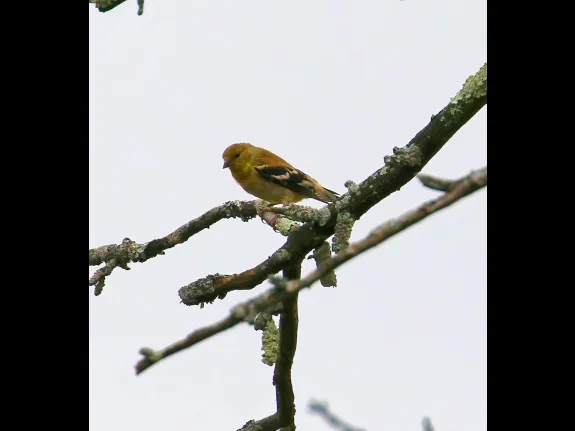 An American goldfinch at Breakneck Hill Conservation Land in Southborough, photographed by Steve Forman.