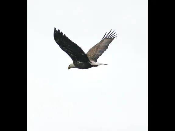 A bald eagle at Heard Pond in Wayland, photographed by Steve Forman.