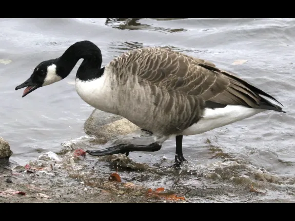 A Canada goose at Hager Pond in Marlborough, photographed by Steve Forman.