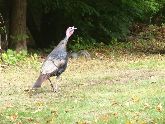 A turkey and a gray squirrel in Concord, photographed by Harold McAleer.