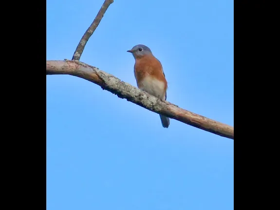An eastern bluebird at Breakneck Hill Conservation Land in Southborough, photographed by Steve Forman.