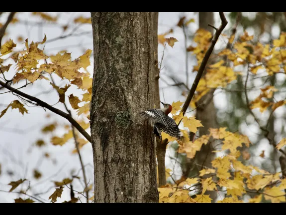 A red-bellied woodpecker at Smith Conservation Land in Littleton, photographed by Gail Sartori.