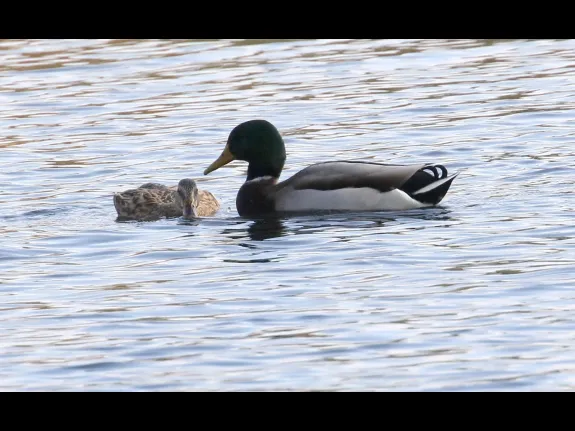 Mallards at Hager Pond in Marlborough, photographed by Steve Forman.