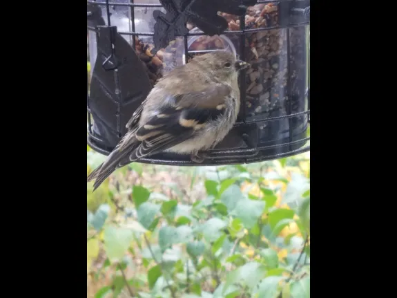 An American goldfinch in Northborough, photographed by Marnie Frankian.