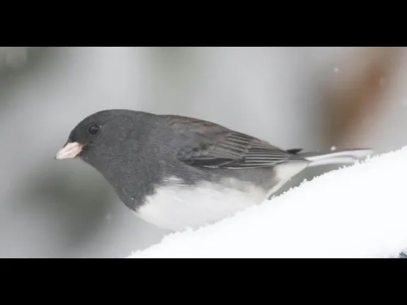 A dark-eyed junco in Framingham, photographed by Steve Forman.