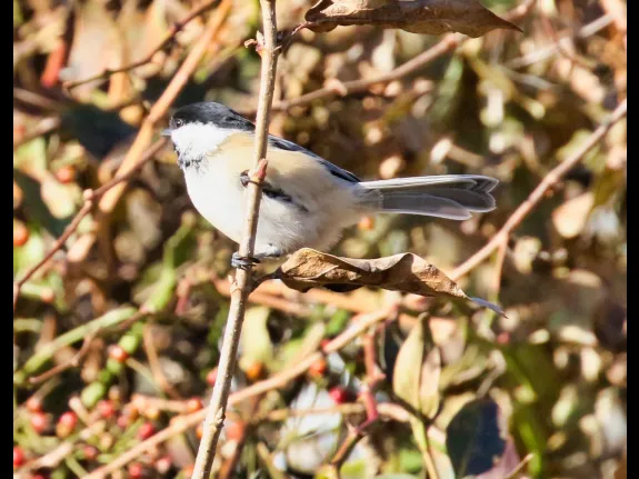 A black-capped chickadee at Breakneck Hill Conservation Land in Southborough, photographed by Steve Forman.