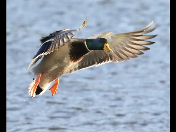 A mallard at Hager Pond in Marlborough, photographed by Steve Forman.