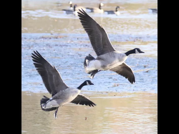 Canada geese at Hager Pond in Marlborough, photographed by Steve Forman.