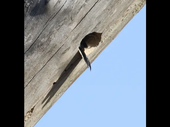 A downy woodpecker at Breakneck Hill Conservation Land in Southborough, photographed by Steve Forman.