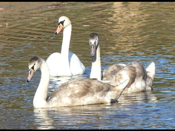 Mute swans in Lincoln, photographed by Harold McAleer.