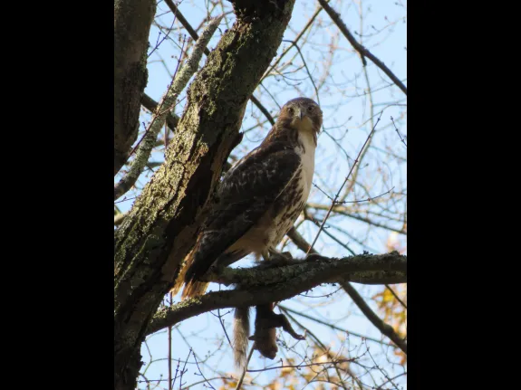 A red-tailed hawk with a gray squirrel in Sudbury, photographed by Irene Gruenfeld.