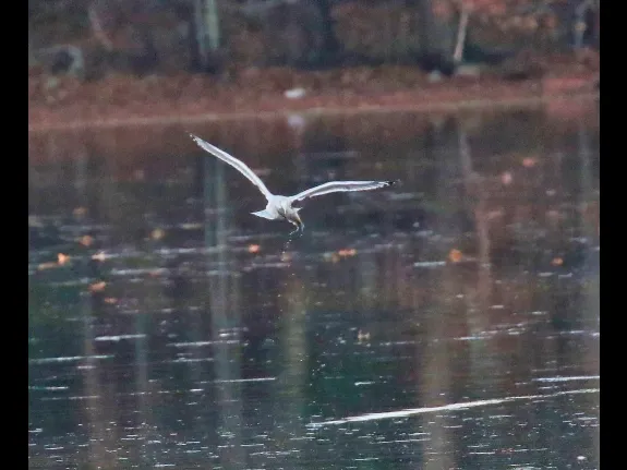 A ring-billed gull with a fish at Hager Pond in Marlborough, photographed by Steve Forman.