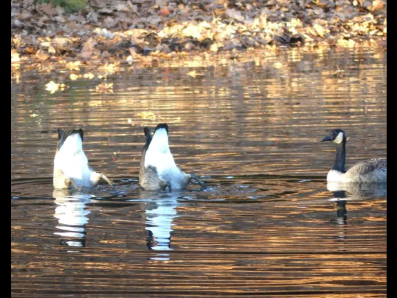 Canada geese on Farrar Pond in Lincoln, photographed by Harold McAleer.