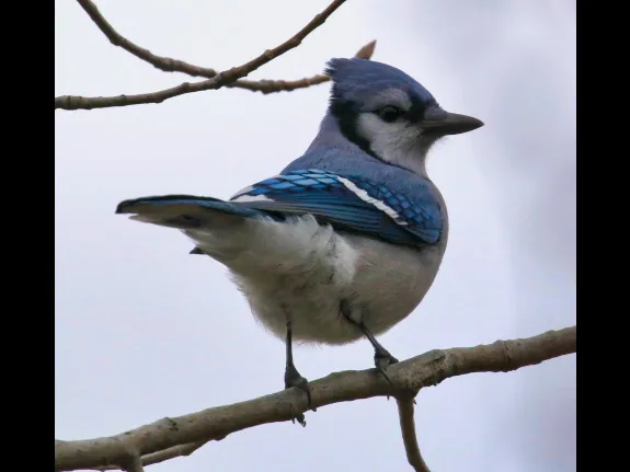 A blue jay at Breakneck Hill Conservation Land in Southborough, photographed by Steve Forman. A blue jay at Breakneck Hill Conservation Land in Southborough, photographed by Steve Forman.