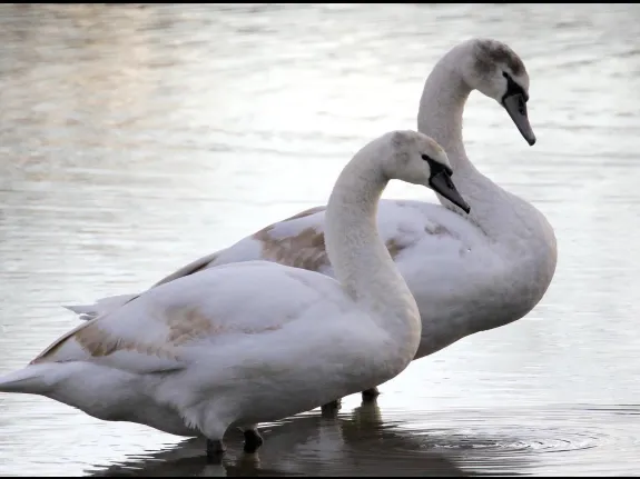 Mute swans at Hager Pond in Marlborough, photographed by Steve Forman.