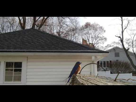 An eastern bluebird in Maynard, photographed by William Watt.