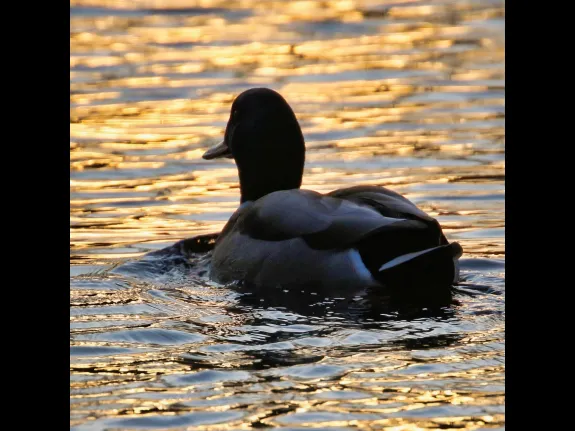 A mallard at Grist Mill Pond in Sudbury, photographed by Steve Forman.