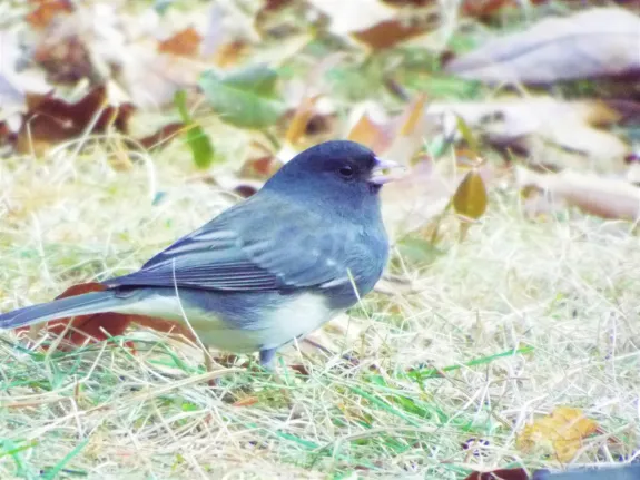 A dark-eyed junco in Harvard, photographed by Robin Right.