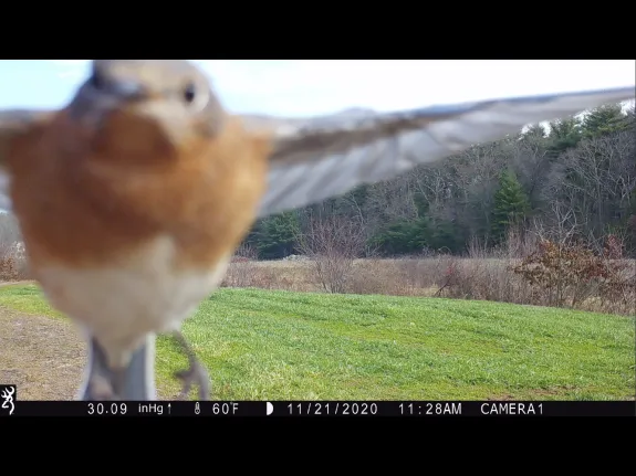 An eastern bluebird in Boxborough, photographed with an automatically triggered wildlife camera by Steve Cumming.