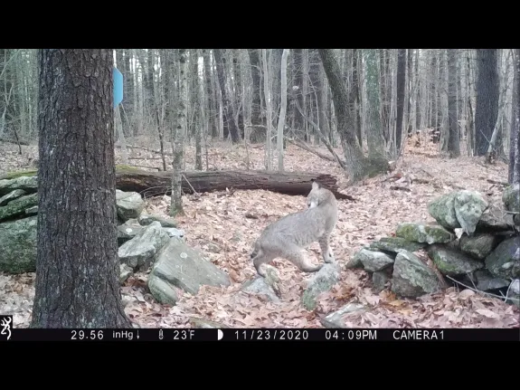 A bobcat in Harvard, photographed with an automatically triggered wildlife camera by Steve Cumming.