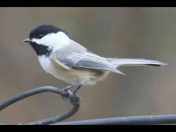 A black-capped chickadee in Framingham, photographed by Steve Forman.