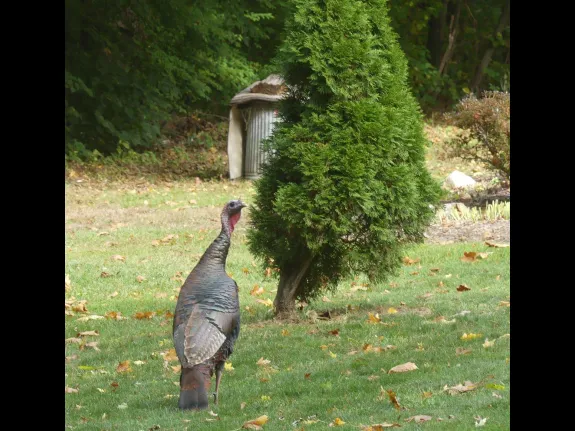 A turkey in Lincoln, photographed by Harold McAleer.