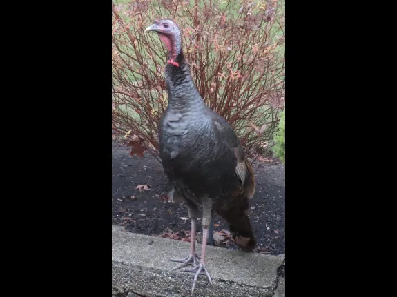 A turkey in Framingham, photographed by Steve Forman.