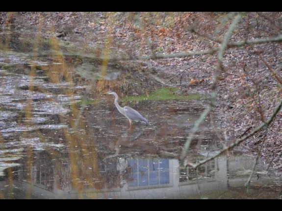 A great blue heron in Wayland, photographed by Chris Jenny.