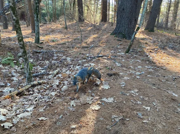 A gray fox at SVT's Memorial Forest in Sudbury, photographed by Loring Schwarz. A gray fox at SVT's Memorial Forest in Sudbury, photographed by Loring Schwarz.