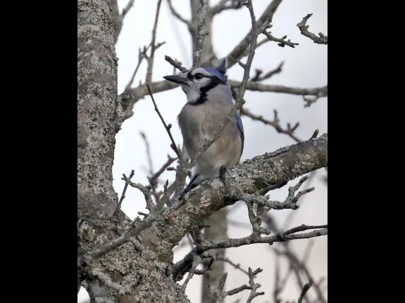 A blue jay at Breakneck Hill Conservation Land in Southborough, photographed by Steve Forman.