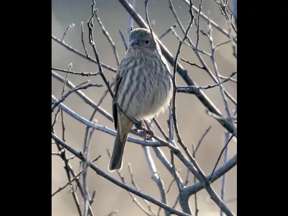 A house finch at Hager Pond in Marlborough, photographed by Steve Forman.