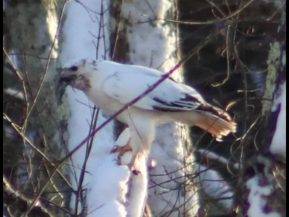 A leucistic red-tailed hawk in Southborough, photographed by Rebecca Watters.